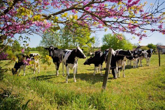 Troupeau de vaches laiti&egrave;res dans les champs au printemps.