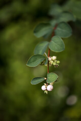 Ein Zweig mit Früchten der gemeinen Schneebeere, Symphoricarpos albus.