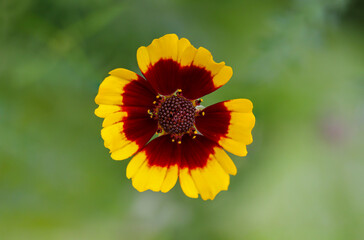 Nahaufnahme einer Blüte des Mädchenauge.

