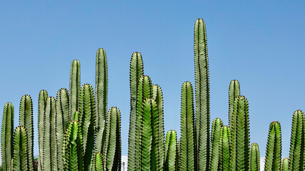 Kakteengew&auml;chs, Kaktus, Stachelgew&auml;chs