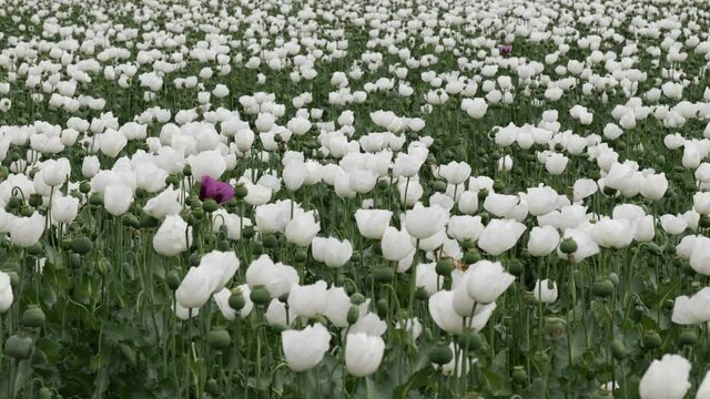 Blooming white opium poppies in summer green field. 