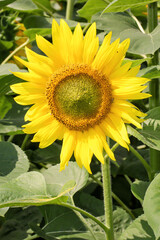 Obraz premium Sonnenblumen auf einem Feld. Der Samen dient der Ölproduktion.