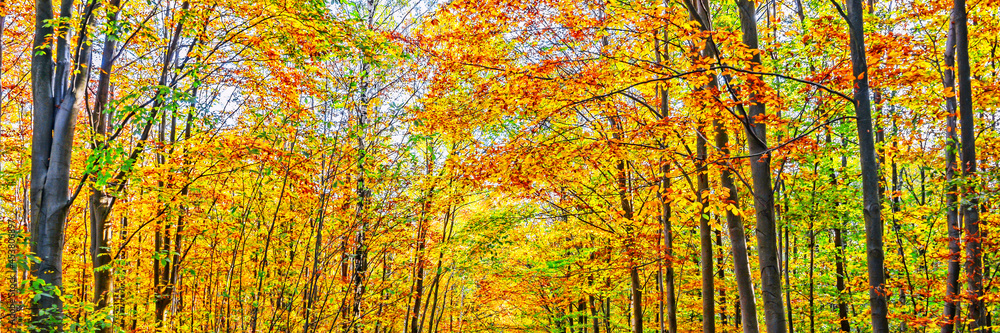 Wall mural trees with autumn colors in a forest. fall panoramic background