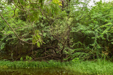 Deep Natural Rainy forest/Jungle In India Big Trees And Tree Branches 