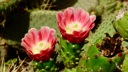 Kakteengewächs, Kaktus, Stachelgewächs