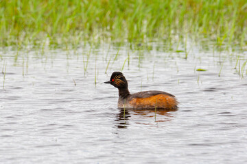 Black-necked grebe on the lake on a cloudy day