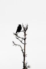Silhouette of a Common raven sitting on a tree branch