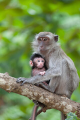 Cub of a monkey with mother on a tree branch against foliage