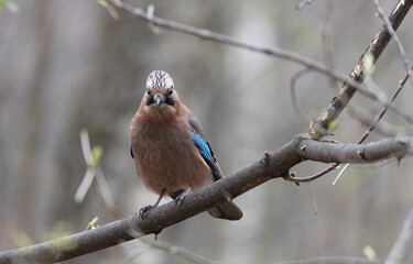 A jay sits on a tree branch. Close-up