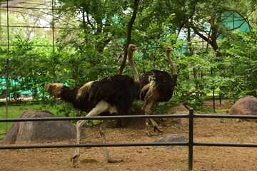 Wild Bird Ostrich Big Bird Standing in Zoological Park Stock Photograph 