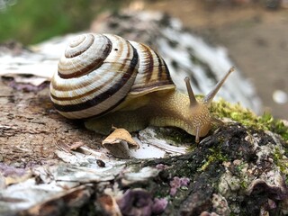 snail on a leaf
