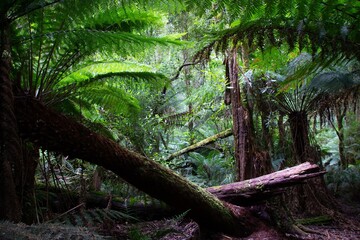 Hopetoun Falls in Victoria Australia