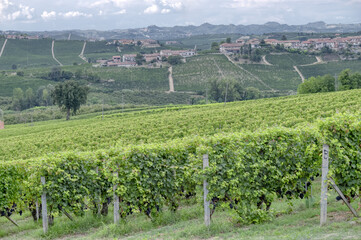 Fototapeta na wymiar The vineyards of Langhe (Piedmont, Northern Italy), seen from the viewpoint of the village of La Morra. UNESCO site since 2014, world famous for its valuable red wines (like Barolo and Barbaresco).