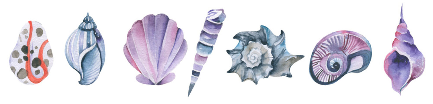 Watercolor Shell Set Collection of Underwater and sea tropical seashells