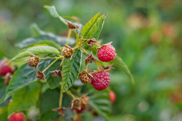 Ripe raspberry bush in the garden. Healthy and tasty berries. Close-up. On a blurred background