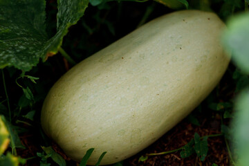 Ripe zucchini squash are lying in the garden. Healthy vegetables. Close-up.