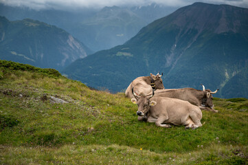 herd of brown cows overlooking Valais