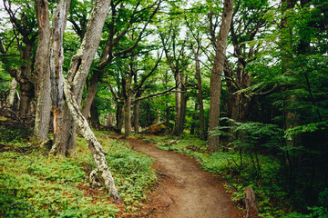 Magical Hiking Trail in the forest at Patagonia