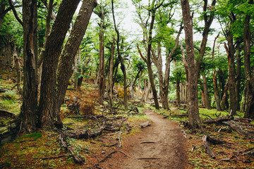 Fototapeta premium Magical Hiking Trail in the forest at Patagonia