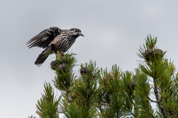 Spotted nutcracker (Nucifraga caryocatactes) in Aletschwald