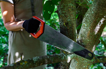 a woman with a saw in her hand saws off a branch by a tree - obrazy, fototapety, plakaty
