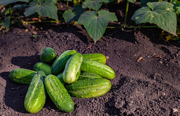 fresh green cucumbers lying on the ground near the garden bed
