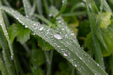 Naklejka premium Close-up of grass with fine water droplets and creating a beautiful freshness effect after rain and dew, shallow focus
