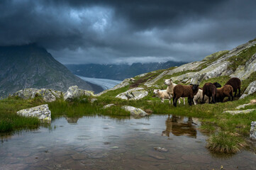 herd of sheep at Aletsch Glacier in Valais on a rainy summer day