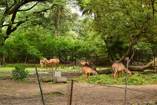 Standing Deer Group Feeding in Jungle/Zoo Park,wildlife Stock Photograph Image