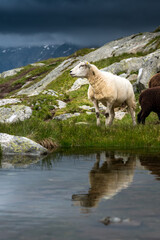 sheep with reflection at Aletsch Glacier in Valais on a rainy summer day