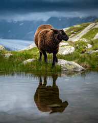 black sheep at Aletsch Glacier in Valais on a rainy summer day - obrazy, fototapety, plakaty