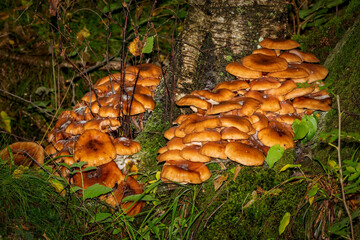 mushrooms in the forest