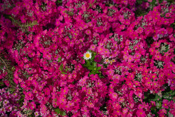 Flower garden - horizontal -