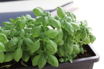 Fresh Plant Basil Growing