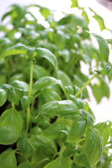 Fresh Plant Basil Growing