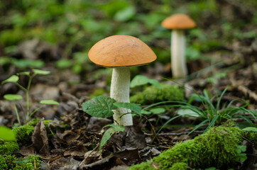 Leccinum albostipitatum mushroom growing in forest.