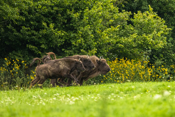 European Bison on the green meadow. The Bieszczady Mountains,  Carpathians. Poland.