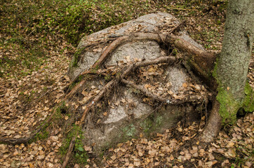 A stone overgrown with tree roots.