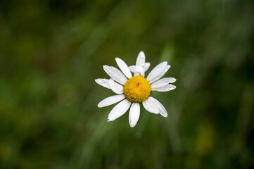 macro picture of a daisy flower with water drops