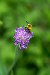 macro picutre of an bumblebee on a alpine flower in Valais