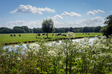 Birds, cows and trees on Cronensteyn polder, Leiden, Netherlands