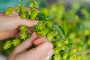 Naklejka na ściany i meble Human hands plucking fresh green hops from the vine