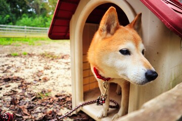 犬小屋から顔を出す可愛い柴犬ワンコ