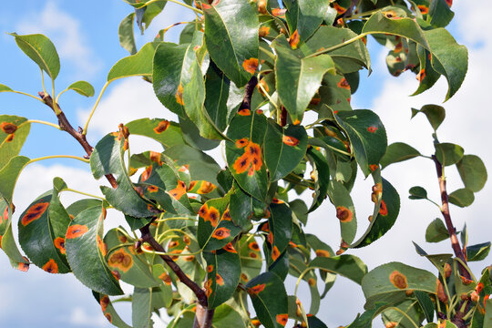 Pear leaves with Pear rust - disease caused by Gymnosporangium sabinae fungus