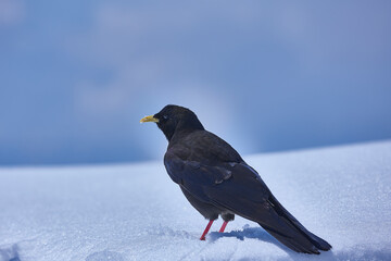 Alpendohle am Schnee in den Alpen