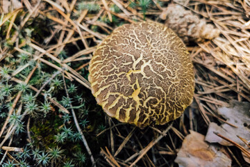 Xerocomellus chrysenteron in the forest against the background of coniferous cover.