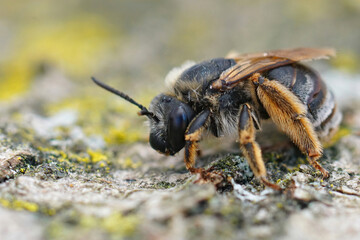 Closeup on a somewhat worn female Longhorn bee , Eucera