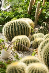 cactuses