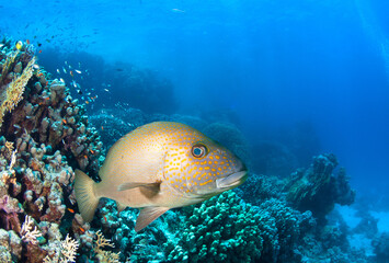 Photo of coral colony with big Sweetlios fish.