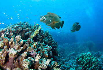 Big Napoleon Fishes and colorful coral reef.
